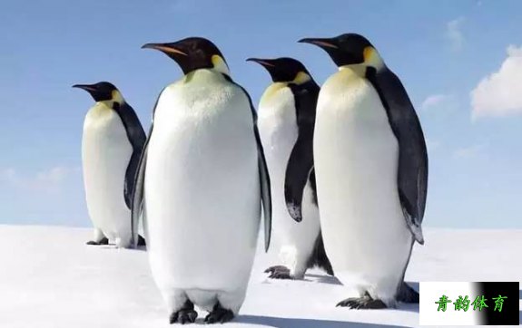 企鹅寄冰有什么好办法，企鹅寄冰有什么好办法帮助他们解决问题